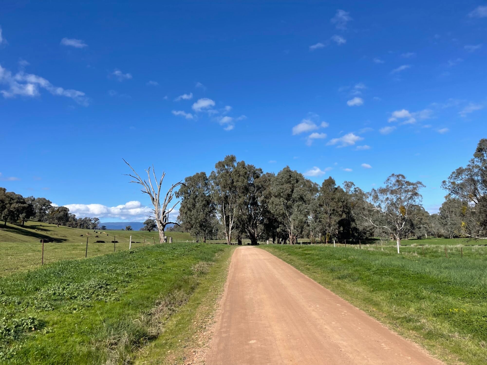 Sweeping views on the Vines 2 Vines Milawa to Whitfield gravel route