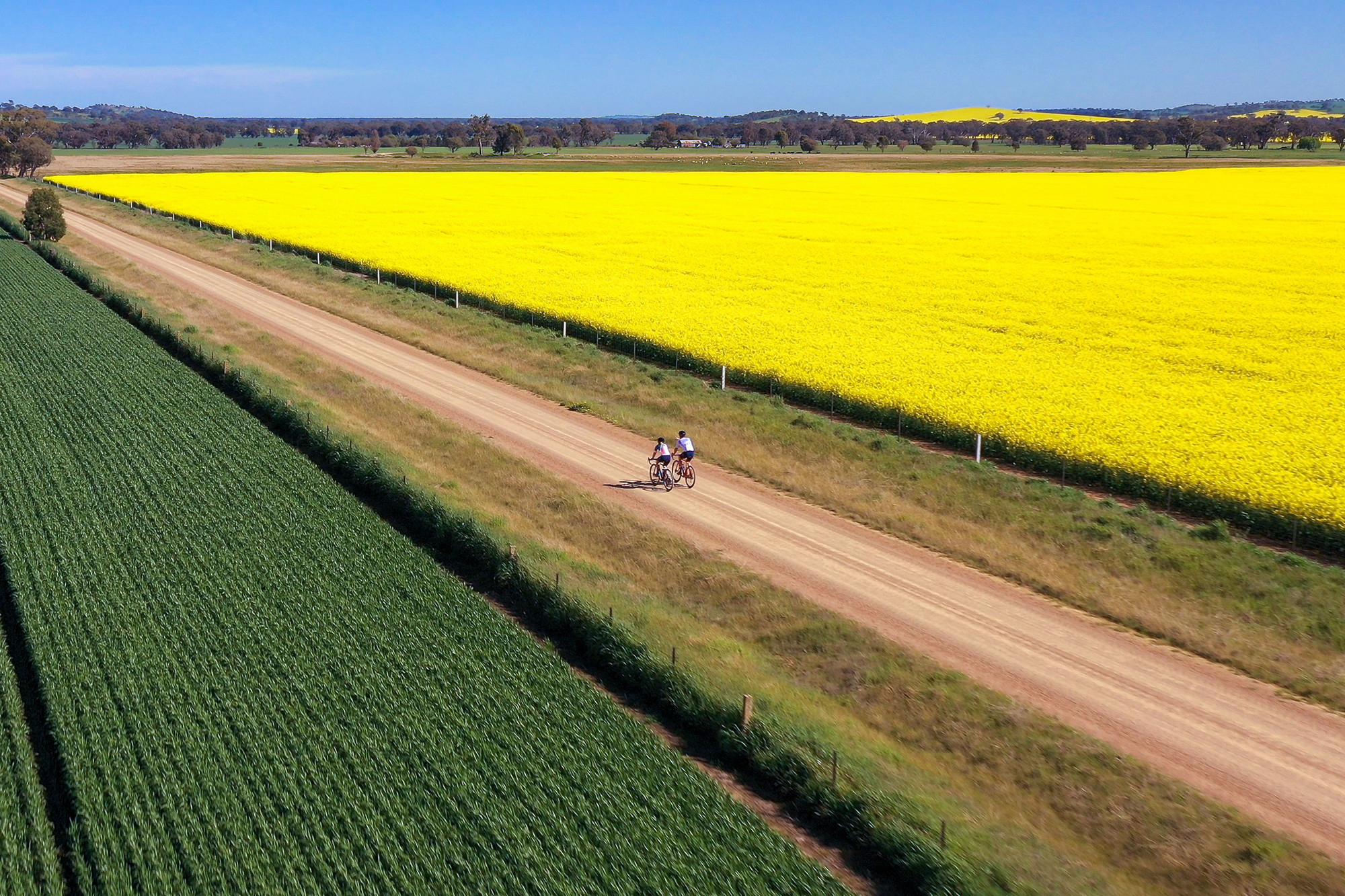 Two cyclists riding past yellow canola on High Country's gravel roads