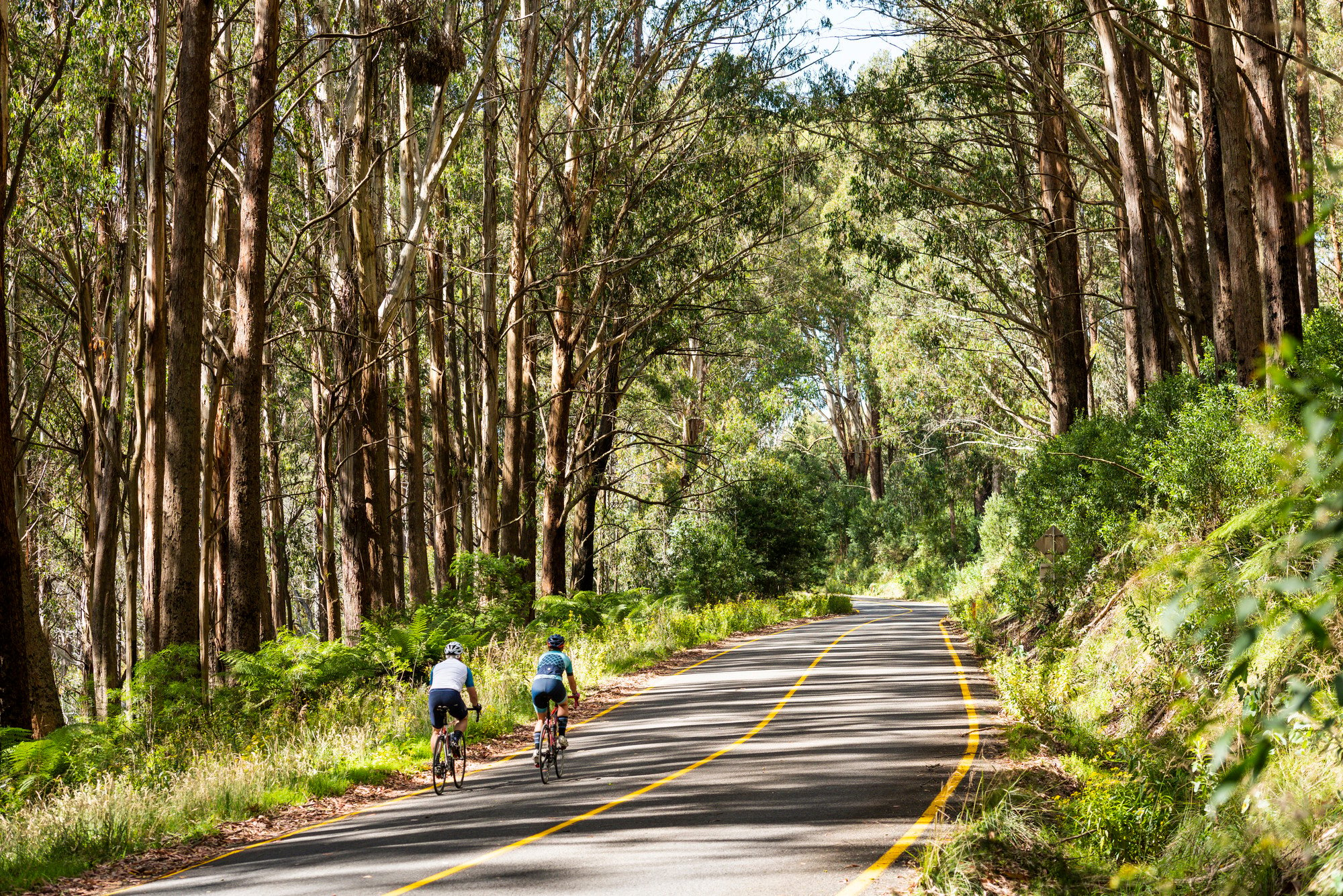 Two cyclists riding under the towering alpine ash lining the 7 Peaks Challenge Lake Mountain Road Climb