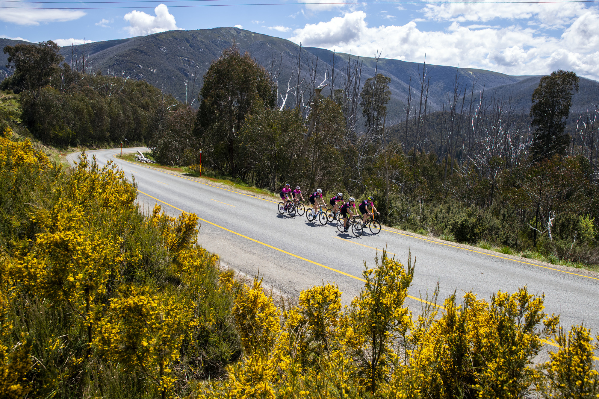 Group of cyclists riding the 7 Peaks Challenge Falls Creek road route past spring flowers