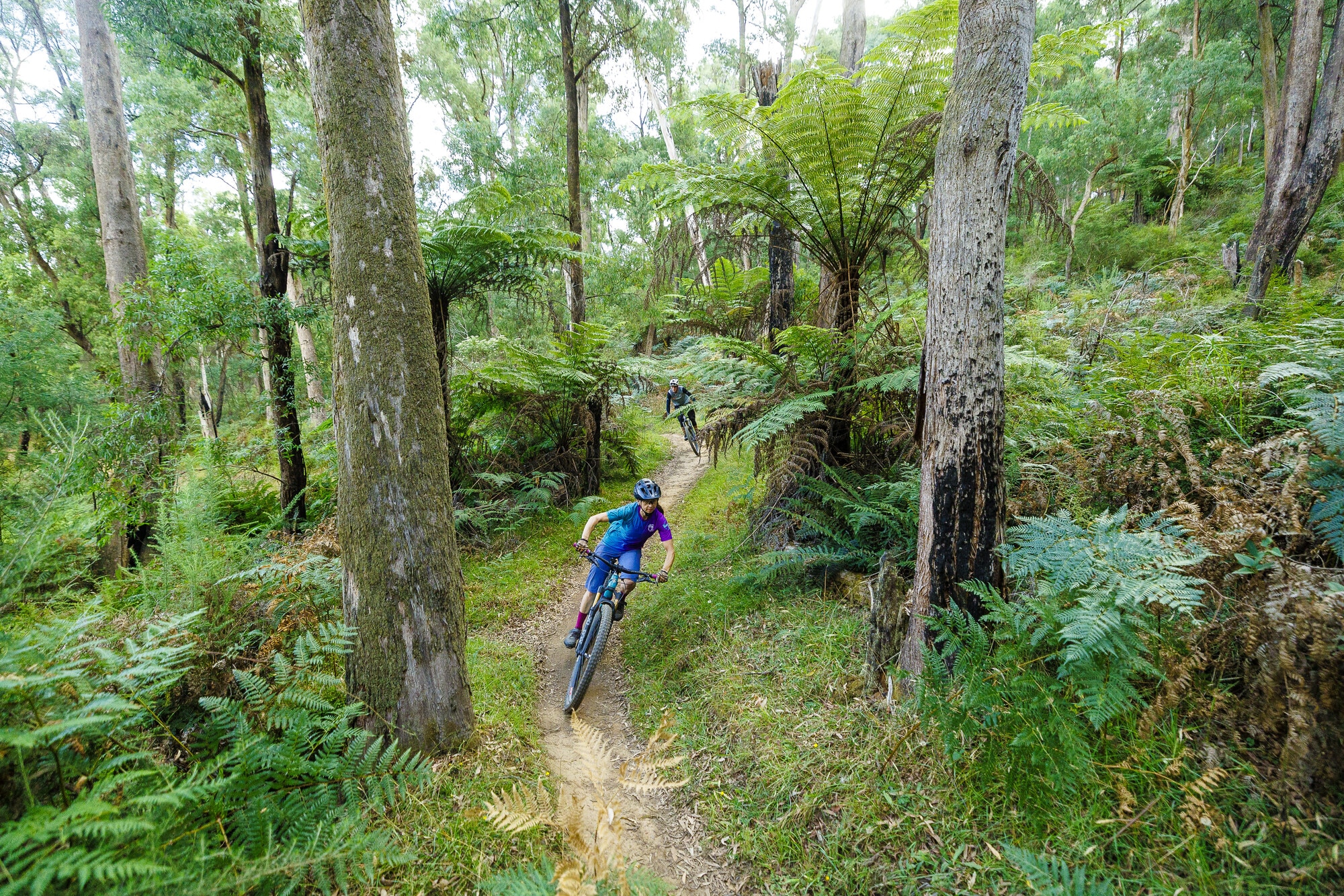 Cyclists riding between tall trees and lush ferns on Buxton MTB Parks singletrack