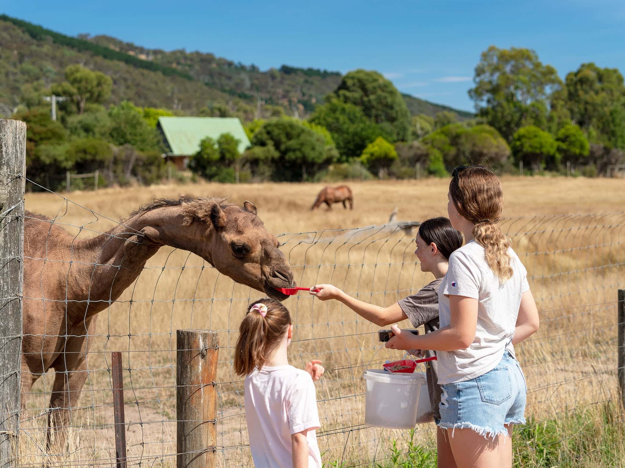 Mansfield Zoo - Victoria's High Country